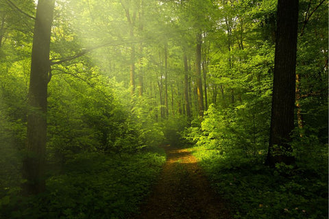 beautiful woodland setting combats stress