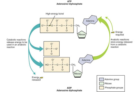 process of ATP