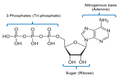 structure of ATP