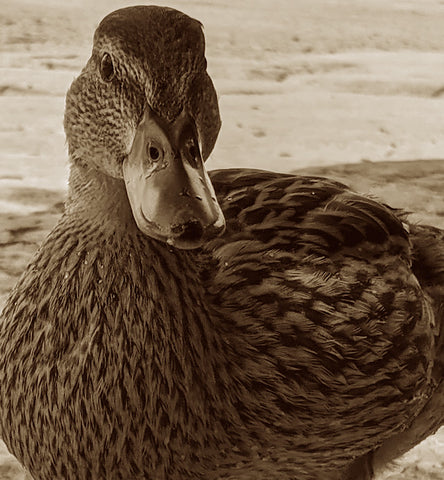 canard duck Gatineau Park