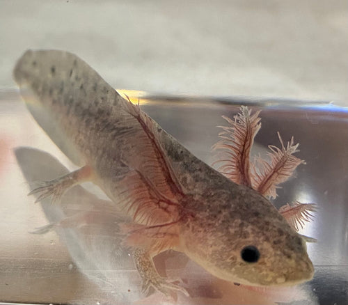 axolotl pet for sale philippines