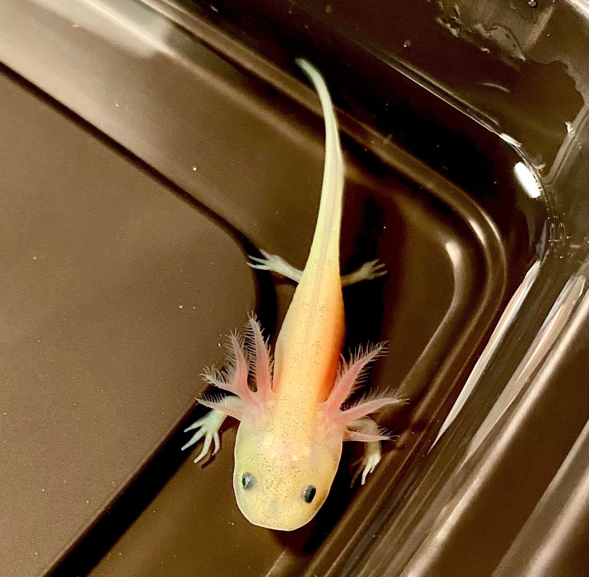 gfp leucistic axolotl