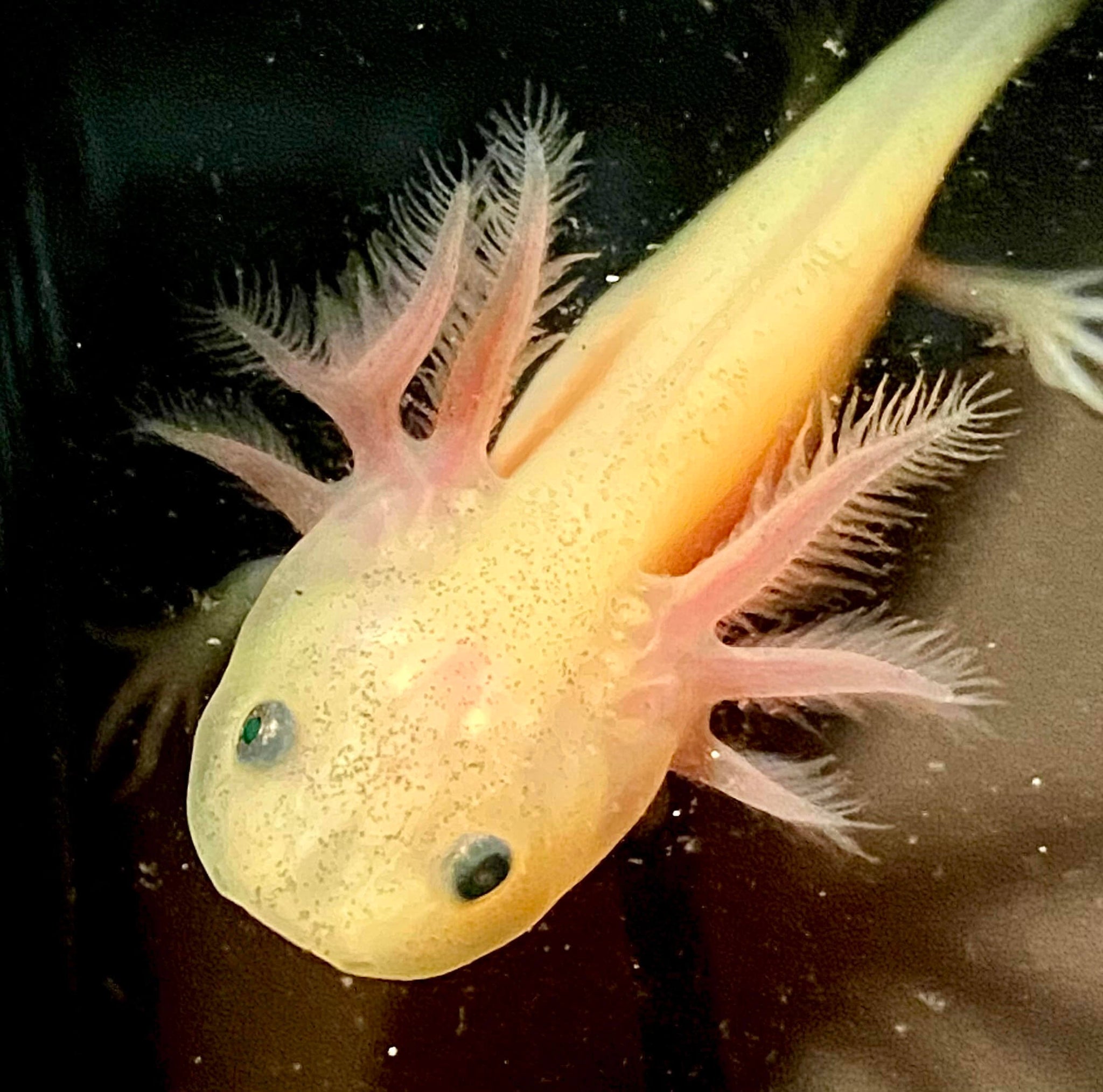 gfp leucistic axolotl