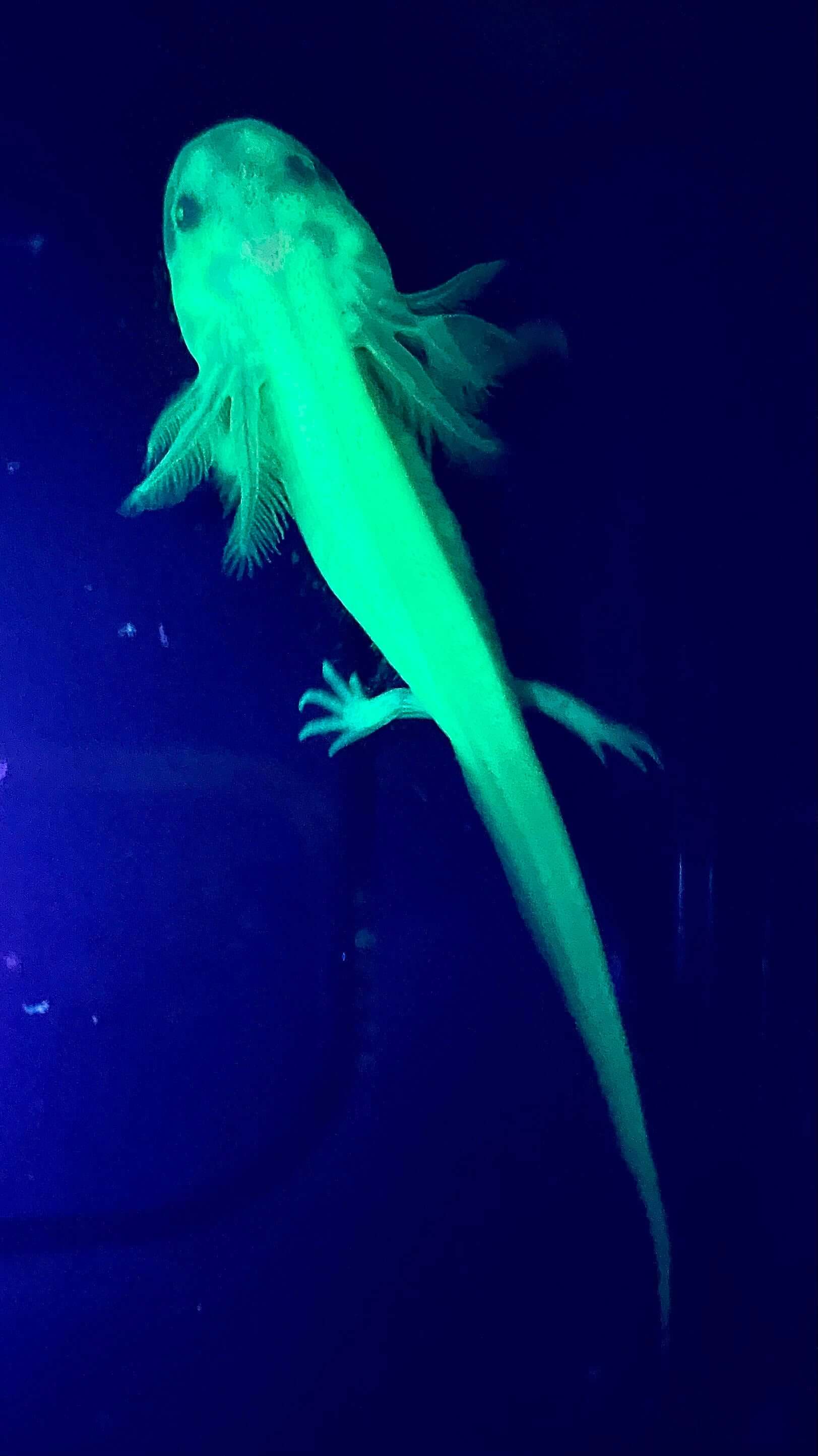 gfp leucistic axolotl