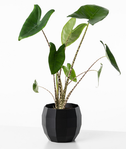 Alocasia Zebrina – We are plants