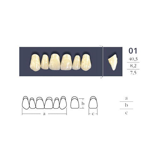 dents-cross-linked-anterieures-ovales