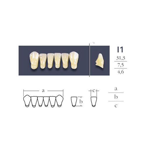 dents-cross-linked-anterieure-du-bas