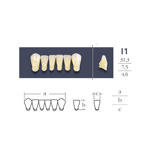 teeth-crosses-Linked-anteurieur-du-Bas
