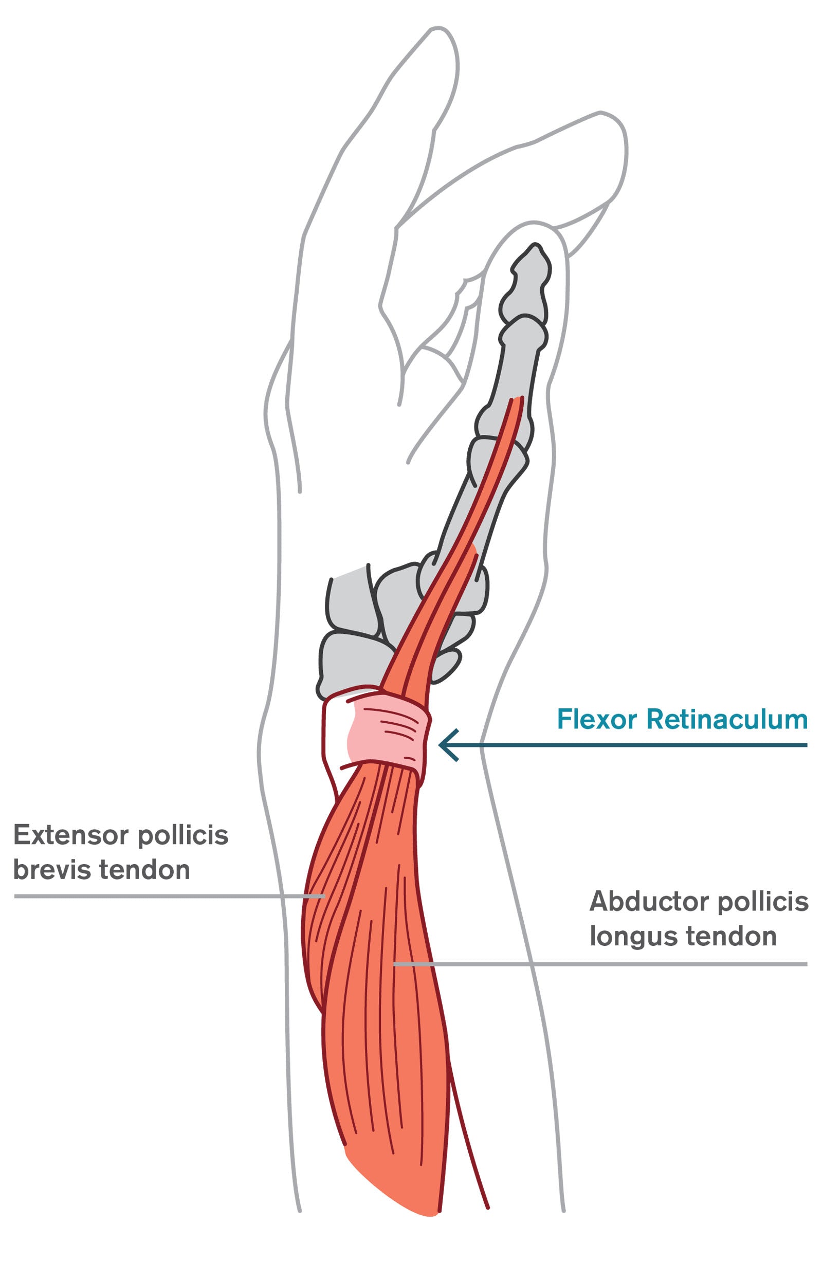 SyringePro - Hand Diagram Flexor Retinaculum