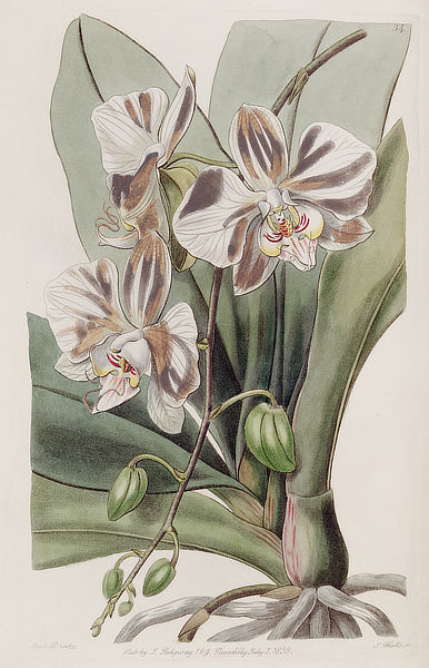 The Indian Butterfly-plant, 1815, Sydenham Edwards (1768-1819)