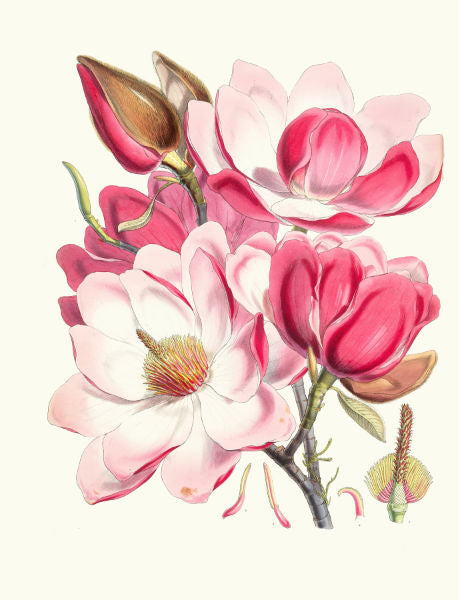 Magnolia Campbelli, 1855, Walter Fitch Hood (1817-1892)