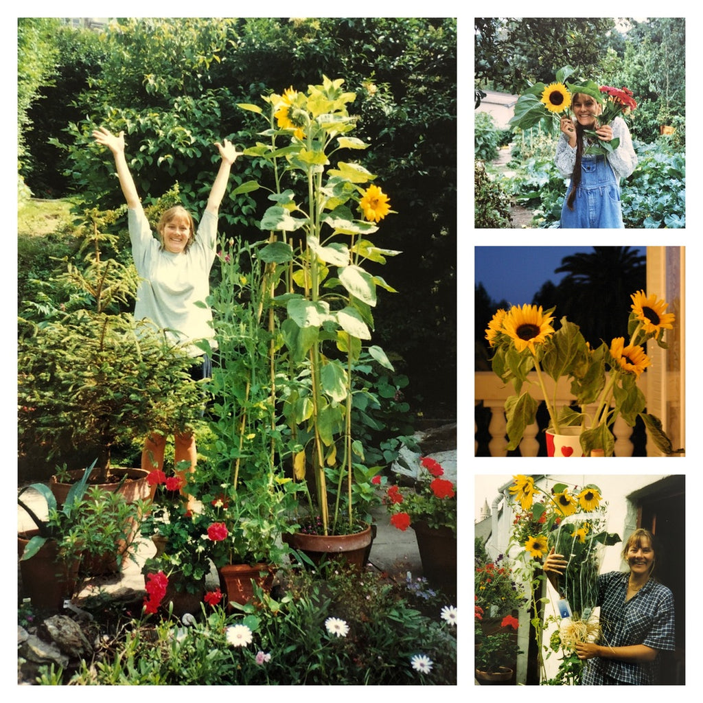 photos of sunflowers