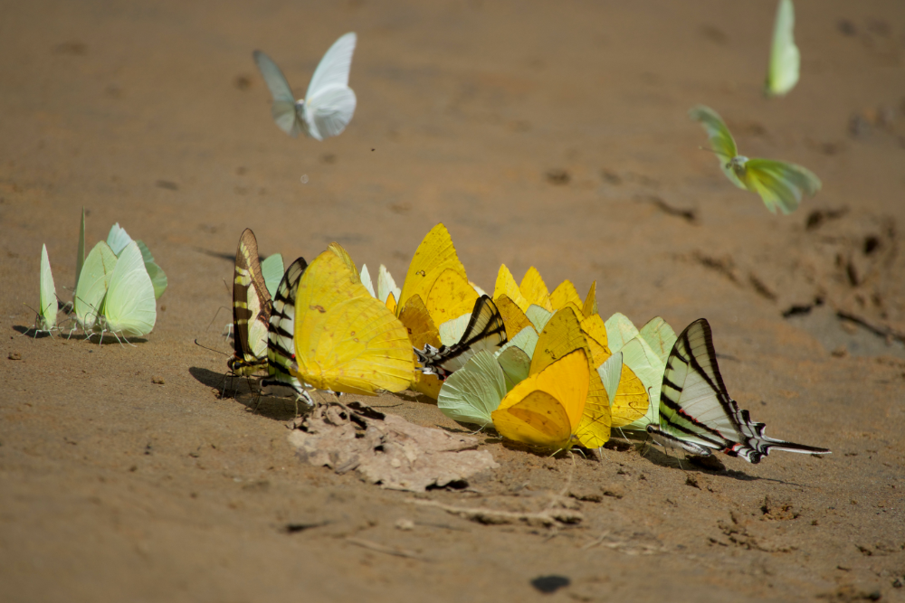 Yellow Amazon rainforest butterflies inspire artist John Dyer as he paints in the rainforest.