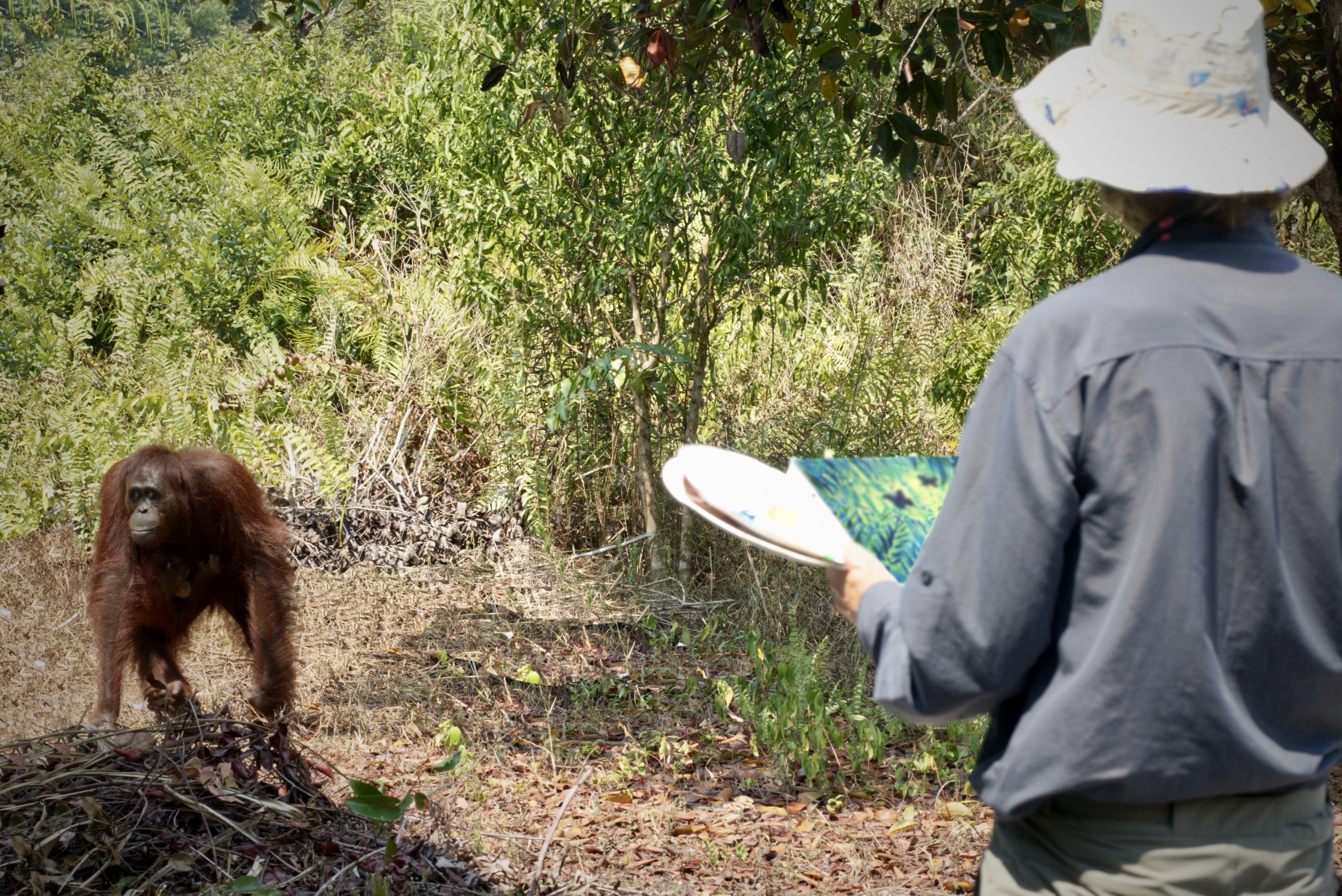 John Dyer painting orangutans in Borneo