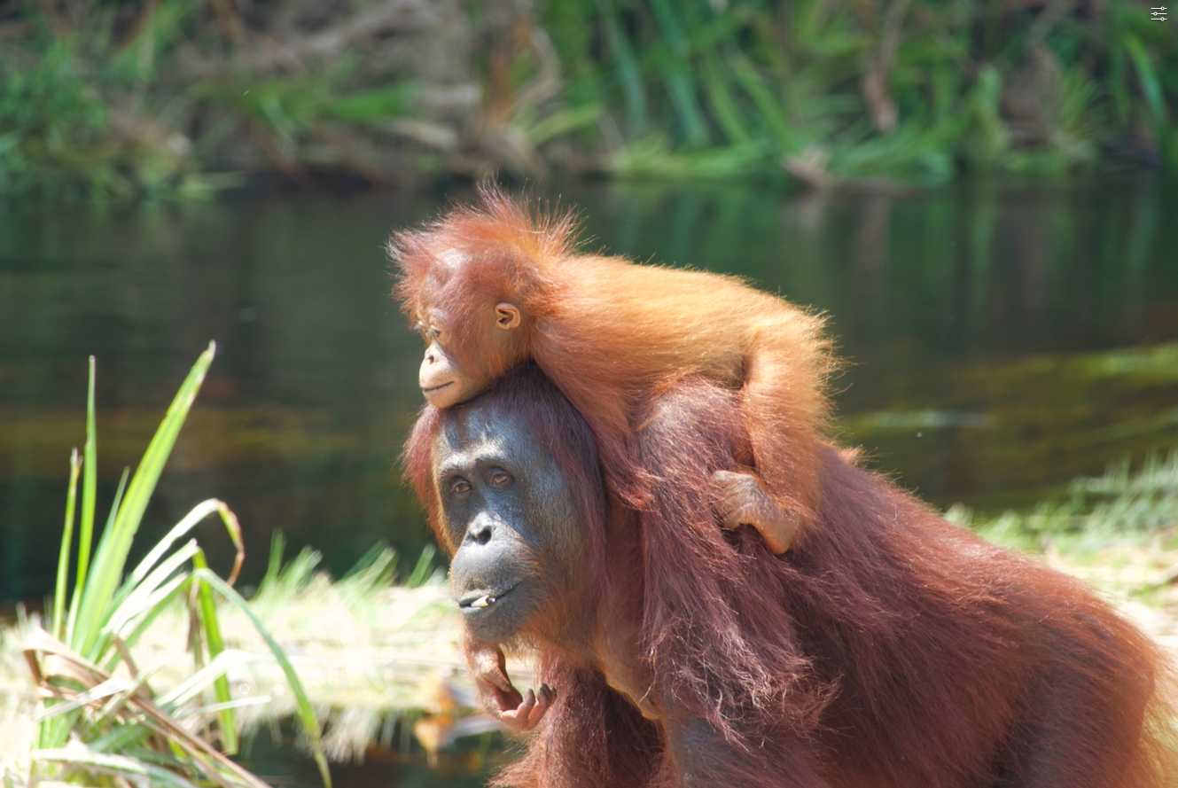 Wild orangutans in Borneo. Photograph © Martha-Lilly Dyer