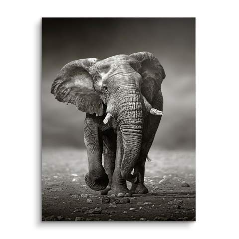 Wandbild Fotographie von einem jungen Elefanten von ARTMIND