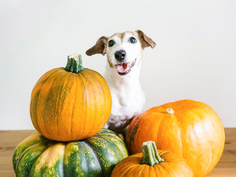 Dog with pumpkins