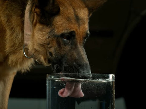 German Shepherd drinking water