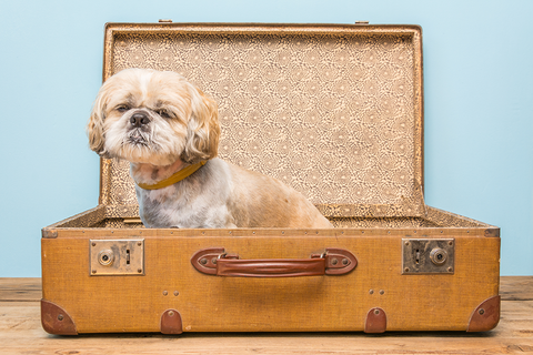 Dog in Suitcase