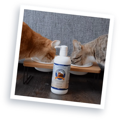 Happy Customer Cats enjoying Grizzly Salmon Oil