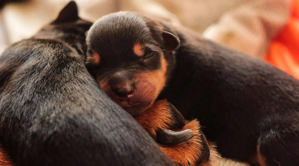 when do rottweiler puppies open their eyes