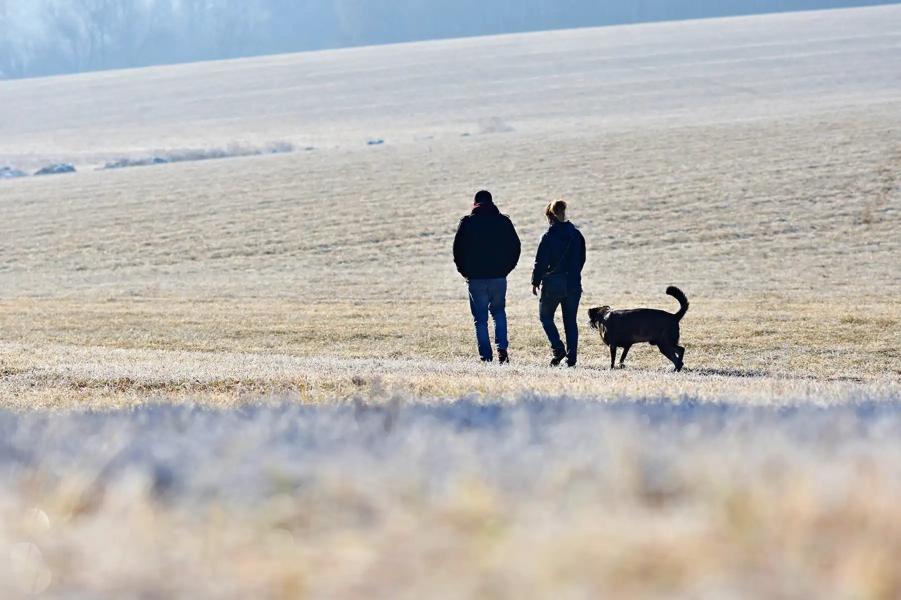 How often should I walk my dog? Importance of Daily Walks