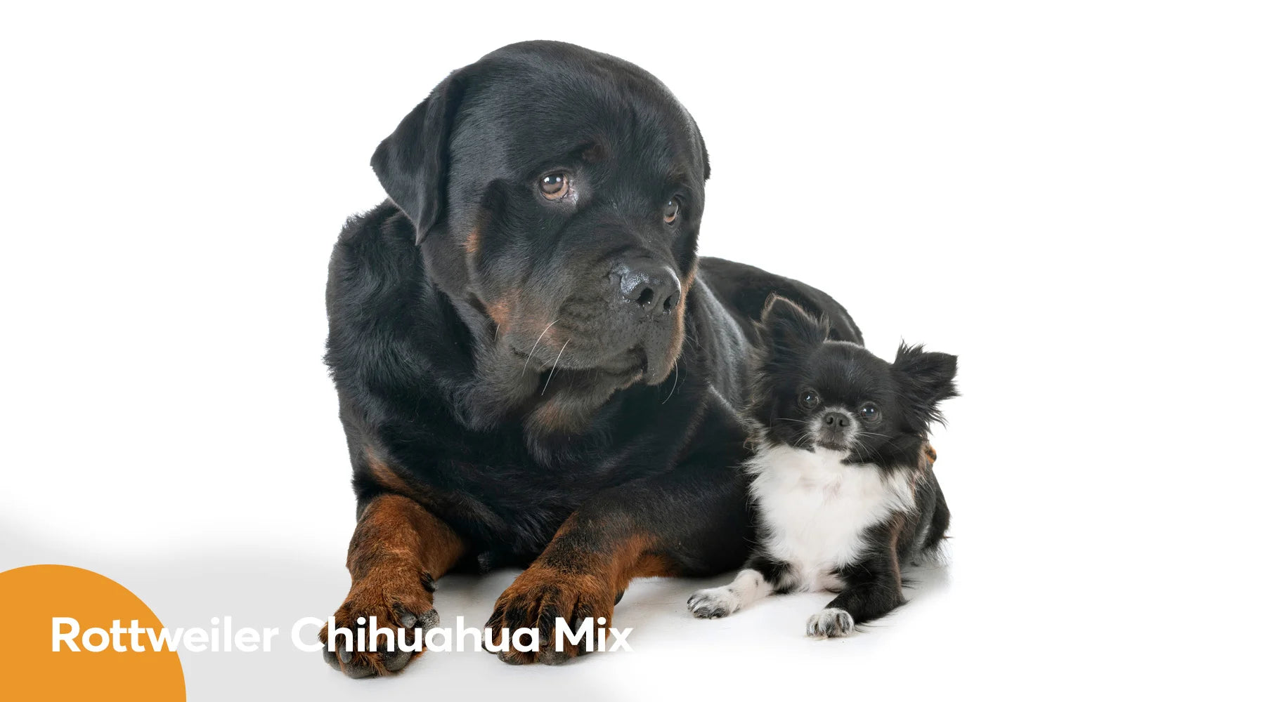 Rottweiler Chihuahua Mix: An Odd and Lovable Mixed Dog Breed