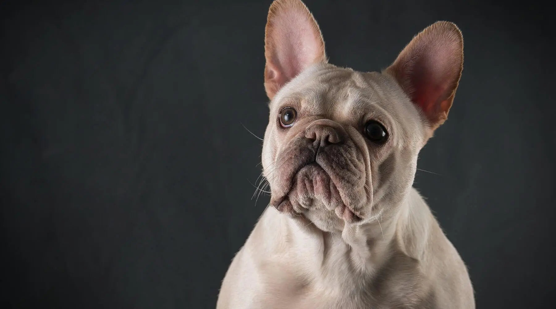 Cream French Bulldog: 7 Things To Know About French Bulldogs