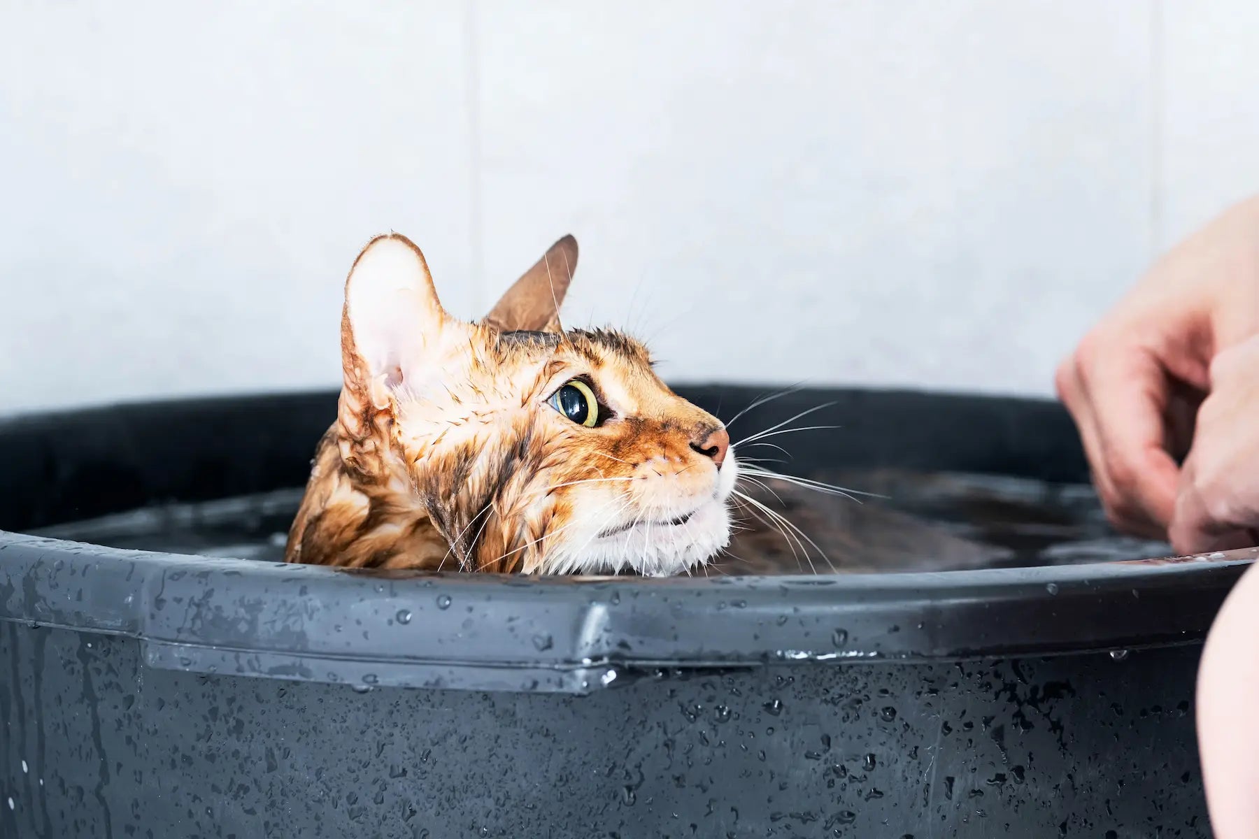 The Flea Bath For Cats Classic But Effective ( Guide For Fleas)