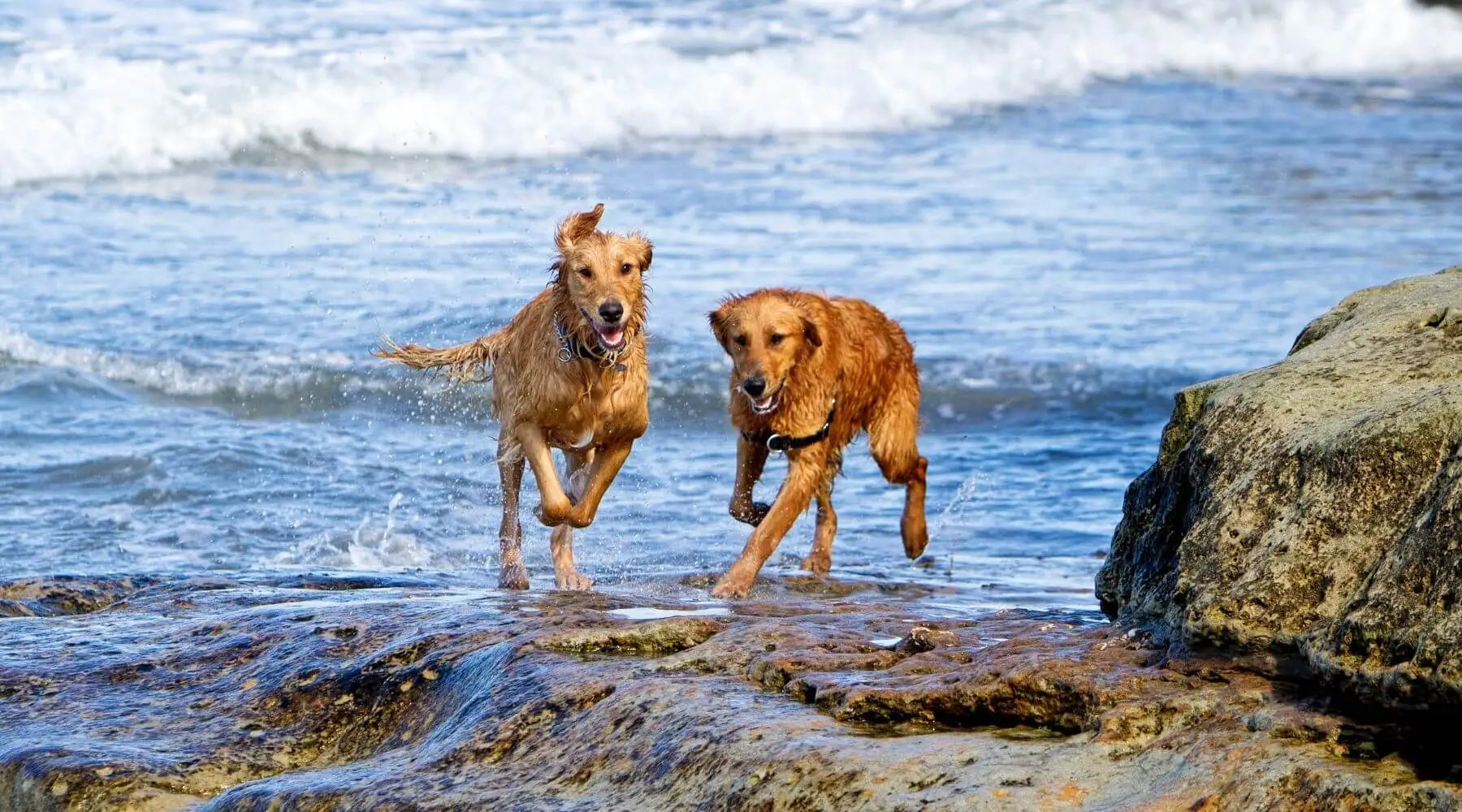 Red Golden Retriever: Interesting Facts, Information & Pictures