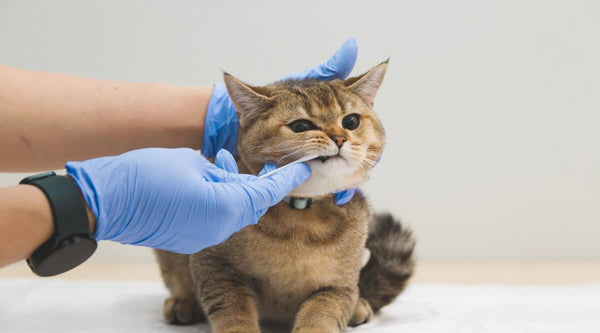 kitten care dental health tips