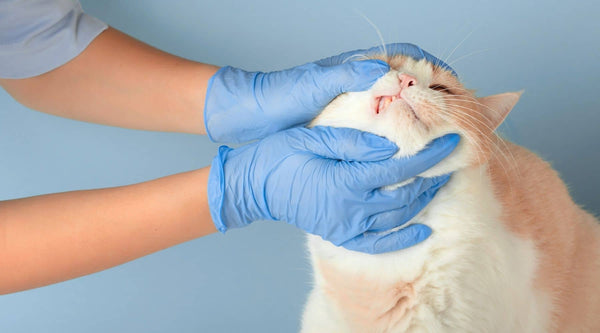 british shorthair cat is waiting for kitten care dental health
