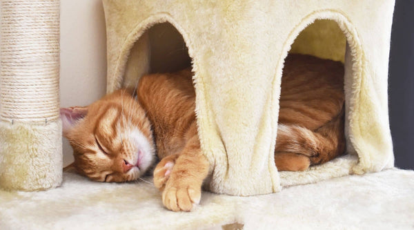 ginger cat sleeping comfortably on her cat condo