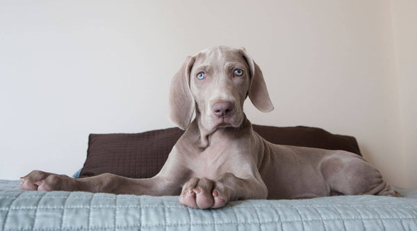 Blue weimaraner puppy is looking and getting ready for his dog crate