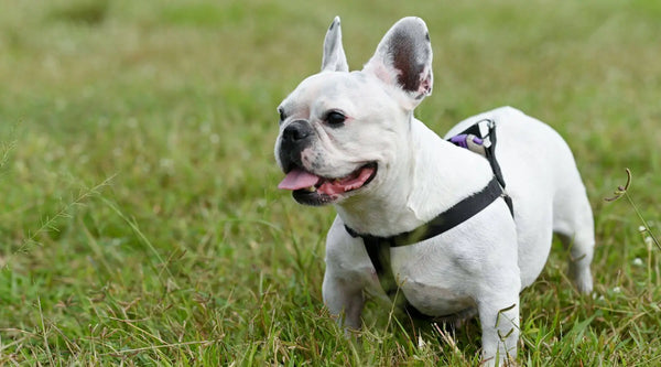 adult french bulldog