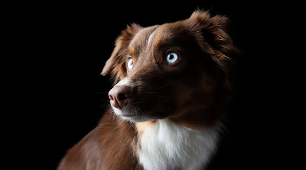 Australian Shepherd Husky Mix