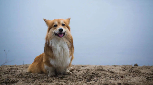 Australian Shepherd Corgi Mix