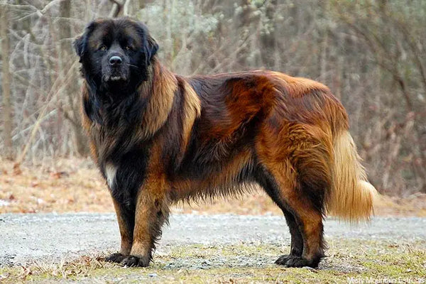mountain dog breeds