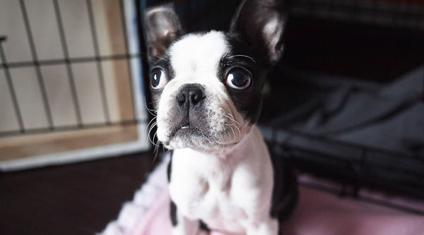 cute boston terrier dog is sitting on his dog crate