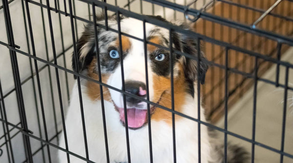 happy australian shepherd dog smiling in his dog crate