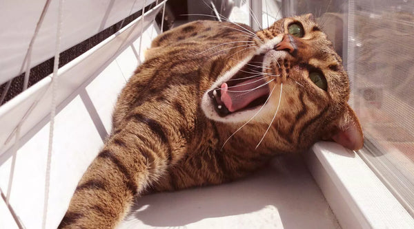 Savannah Cat F1