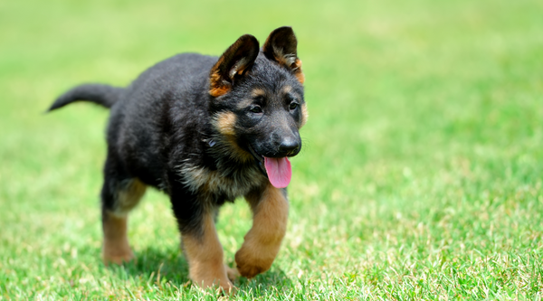 German Shepherd Puppies - Sherlock Holmes of the Dog World