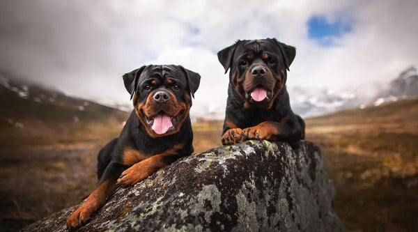 rottweiler fights pitbull