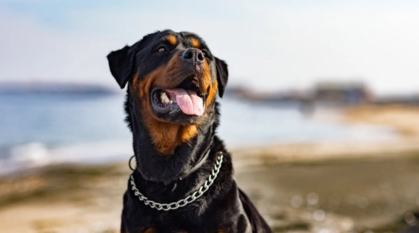 Pitbull Rottweiler Mix