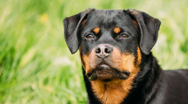 rottweiler pitbull mix