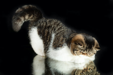 A beautiful exotic shorthair cat plays on a dark studio background with a reflection.