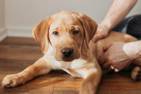 A beige labrador retriever puppy lies on the floor and is petted by its owner.