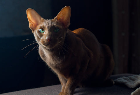 A brown oriental cat in the dark.