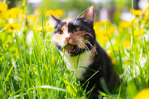 Eine Katze frisst Gras auf der Straße.