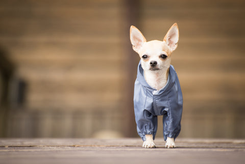 Ein Chihuahua in Kleidung